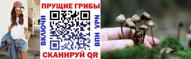 как найти наркотики  Красновишерск  дарк нет клад  Псилоцибиновые грибы Magic Shrooms 